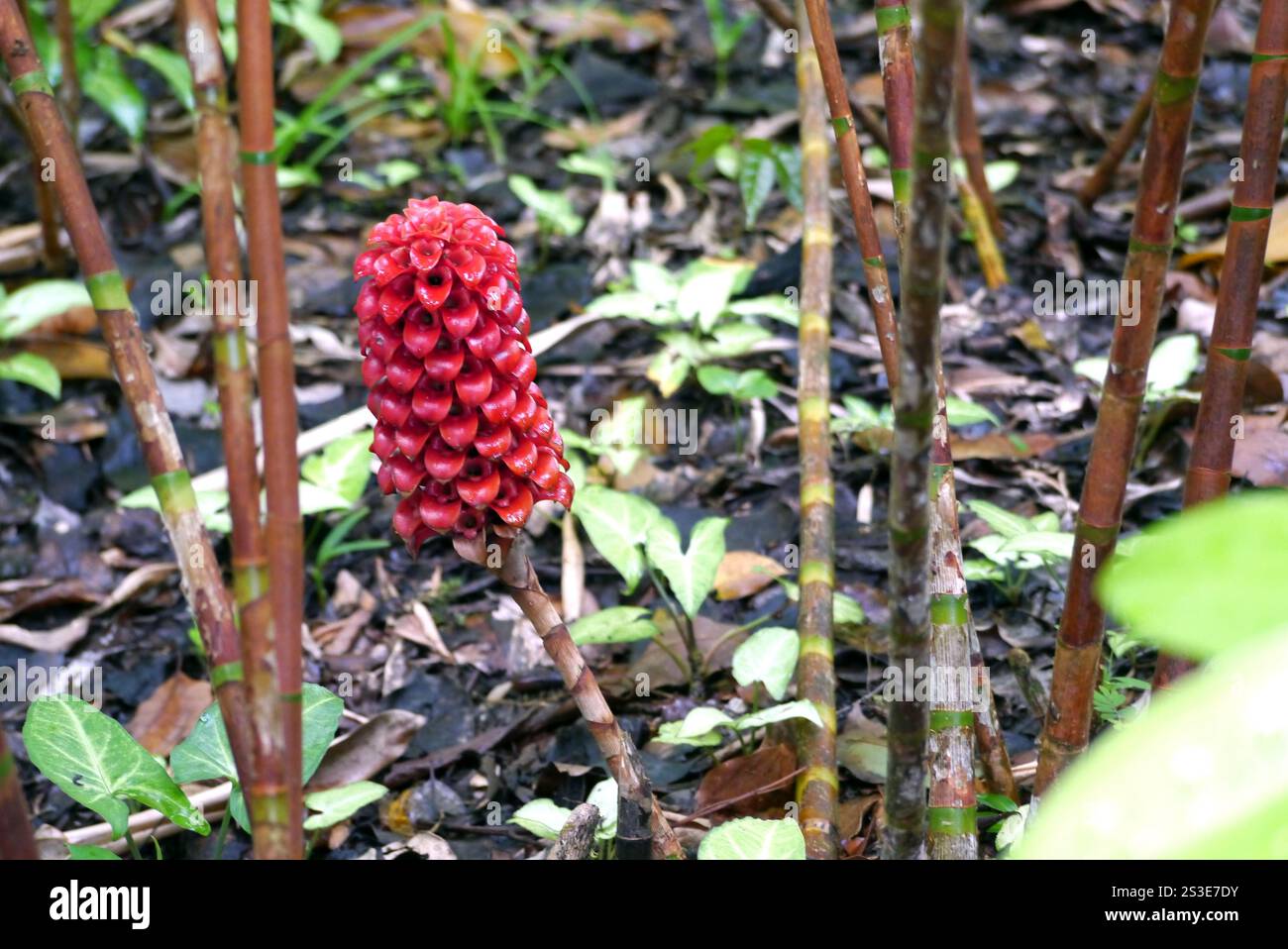 Devils pineapple hi-res stock photography and images - Alamy Devils pineapple hi-res stock photography and images - Alamy
