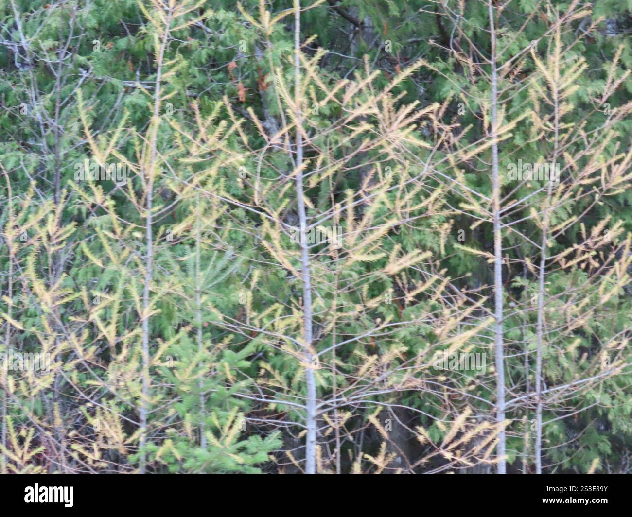 tamarack (Larix laricina Stock Photo - Alamy
