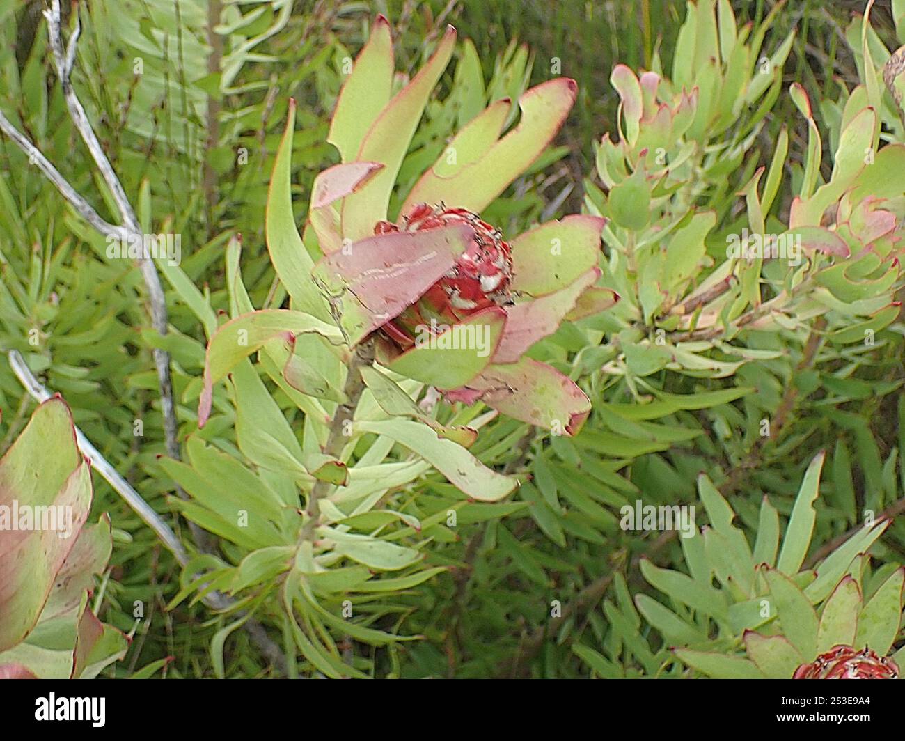Spicy Conebush (Leucadendron tinctum) Stock Photo
