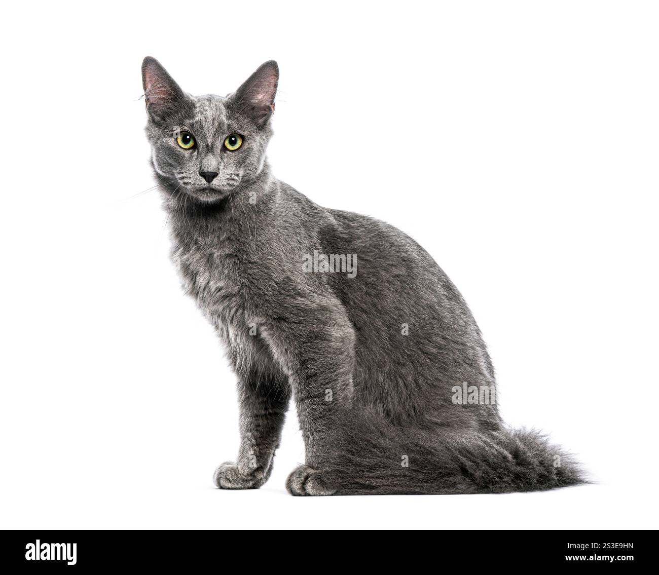 Beautiful gray nebelung cat with bright yellow eyes is sitting and looking forward on a white background Stock Photo
