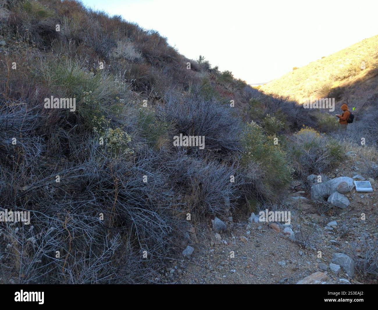 California Broomsage (Lepidospartum squamatum Stock Photo - Alamy