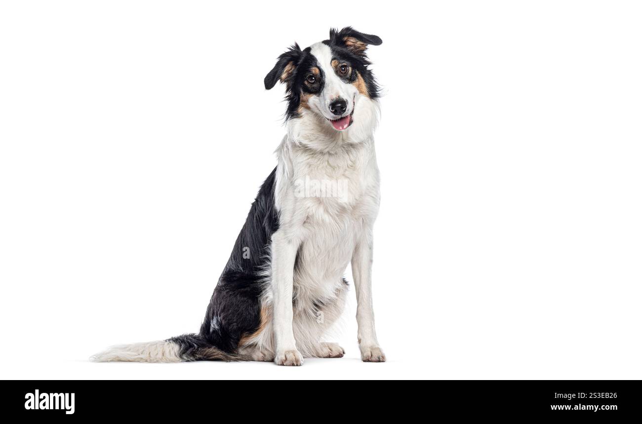 Border collie sitting and panting, isolated on white background Stock Photo
