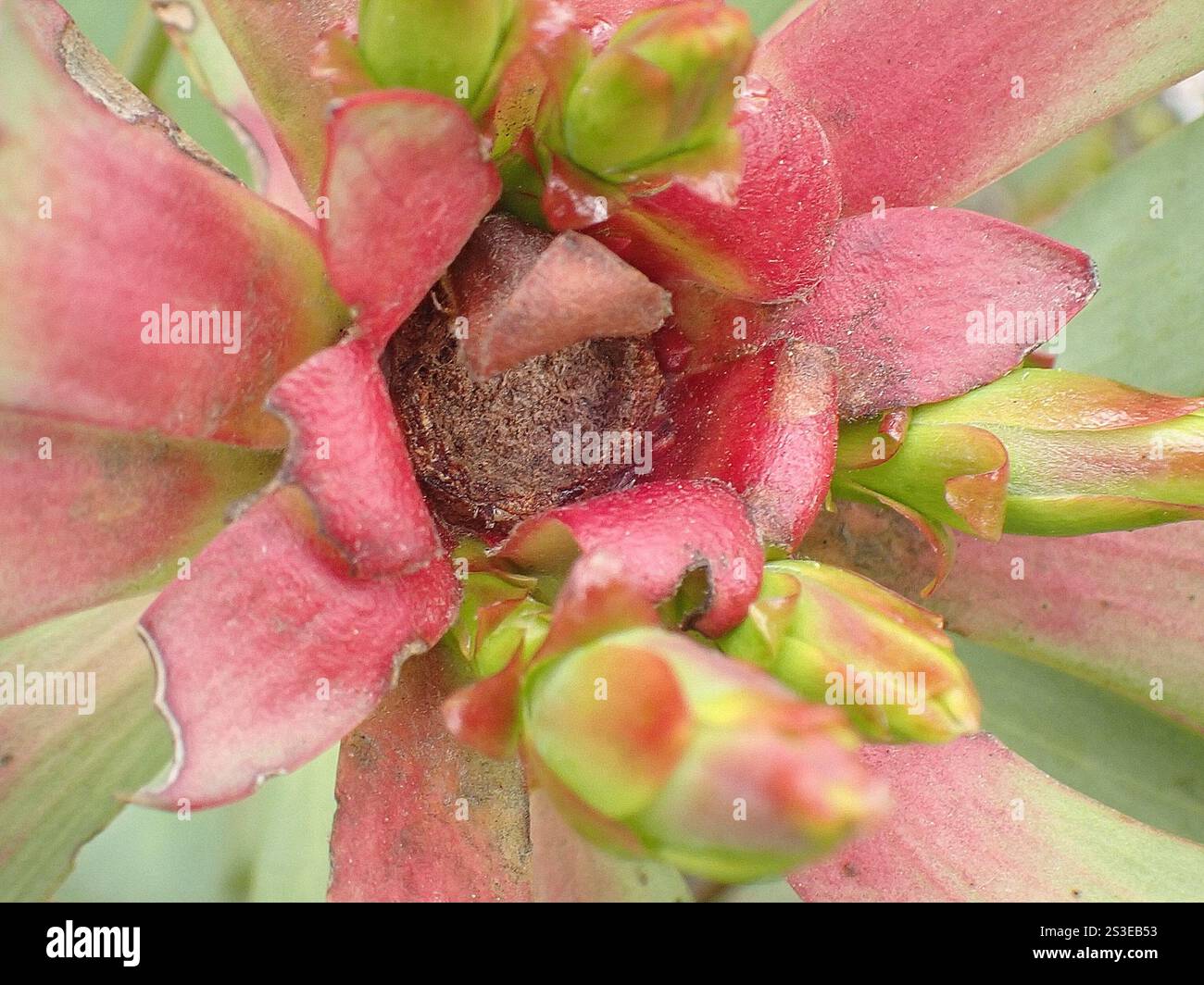 Spicy Conebush (Leucadendron tinctum) Stock Photo