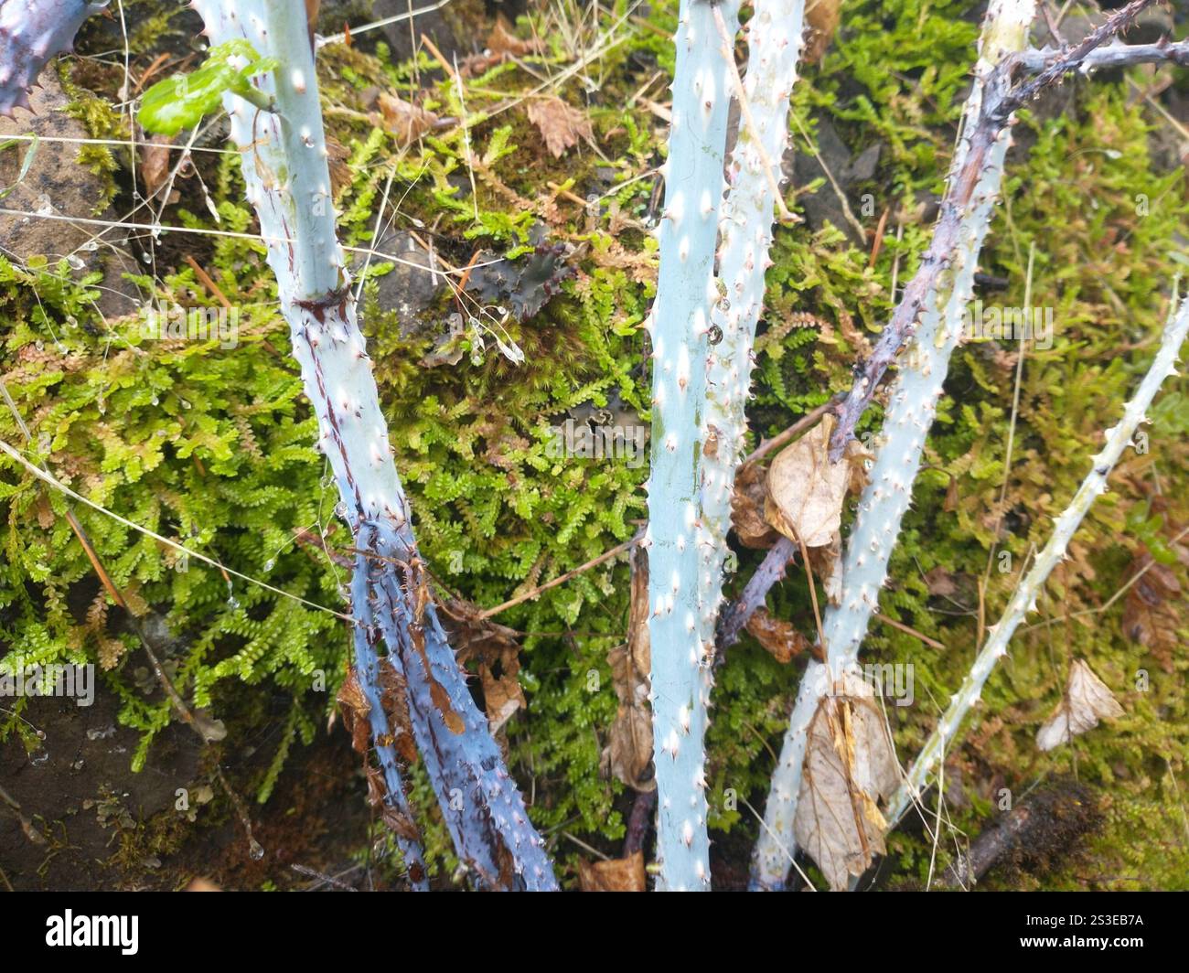 whitebark raspberry (Rubus leucodermis Stock Photo - Alamy