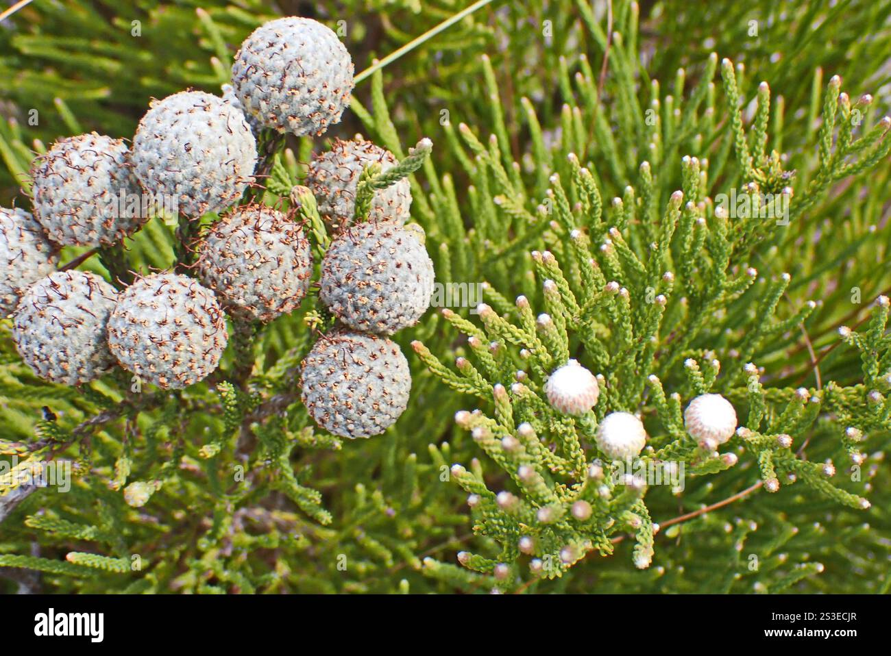 Cone Stompie (Brunia noduliflora) Stock Photo