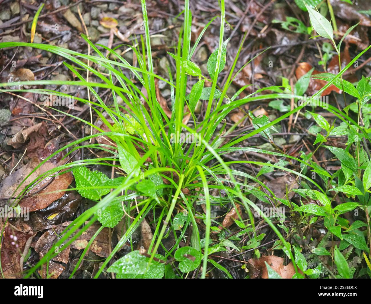 greater brown sedge (Carex brunnea ' Variegata', Carex brunnea 'Variegata),  potted plant. white-green form Stock Photo - Alamy