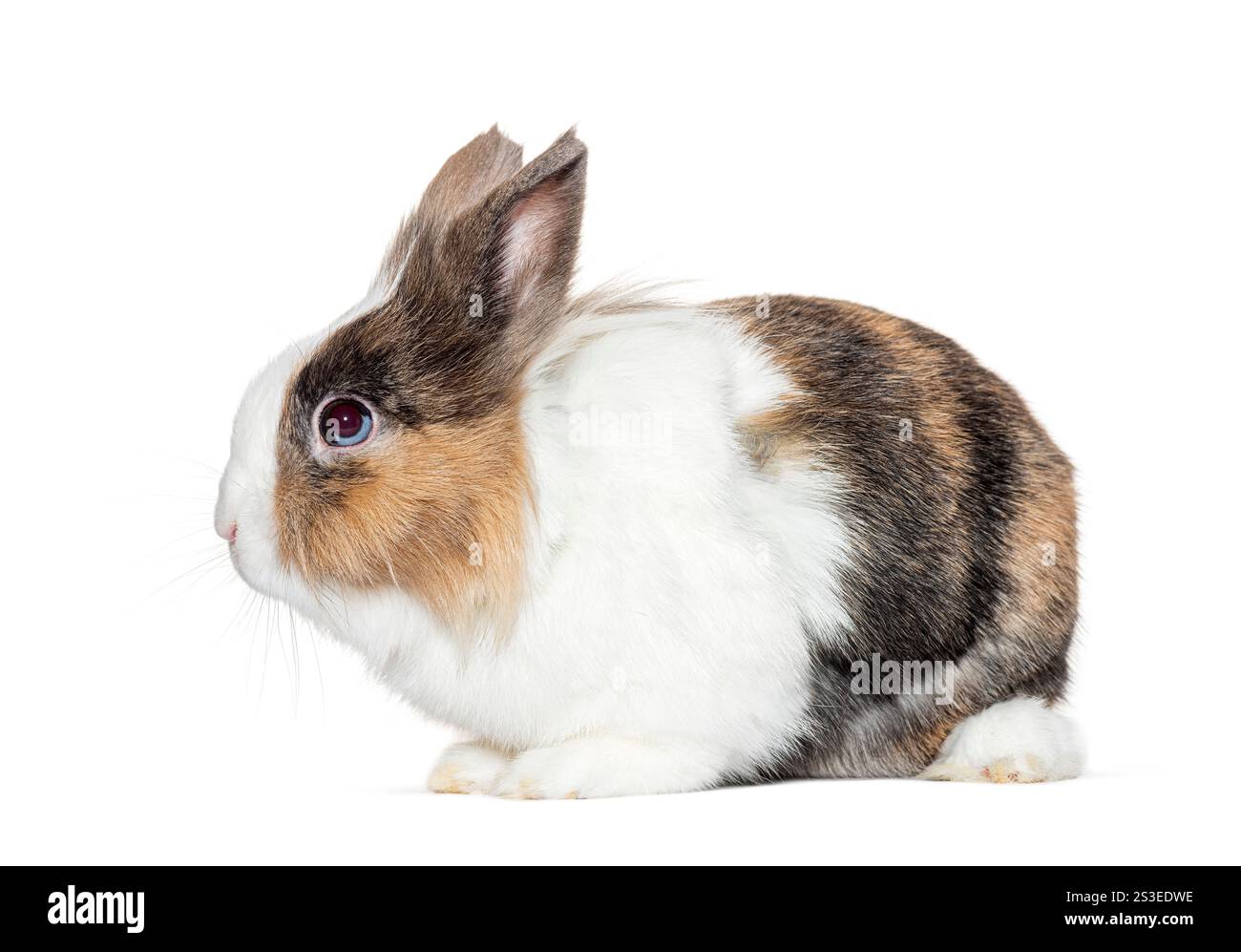 Adorable tricolor rabbit sitting and looking attentively to the side, isolated on a white background, capturing its gentle nature Stock Photo