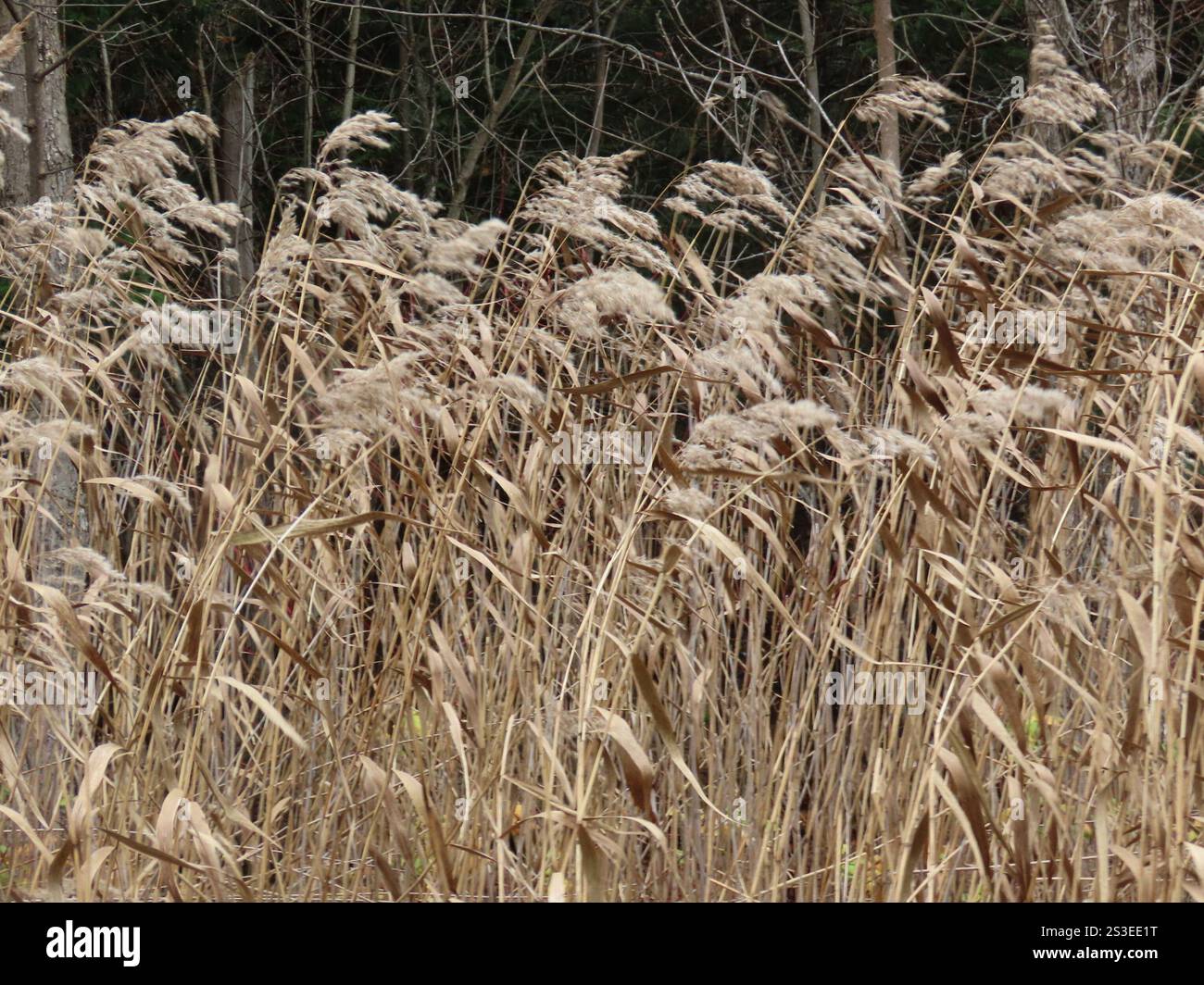 common reed (Phragmites australis Stock Photo - Alamy