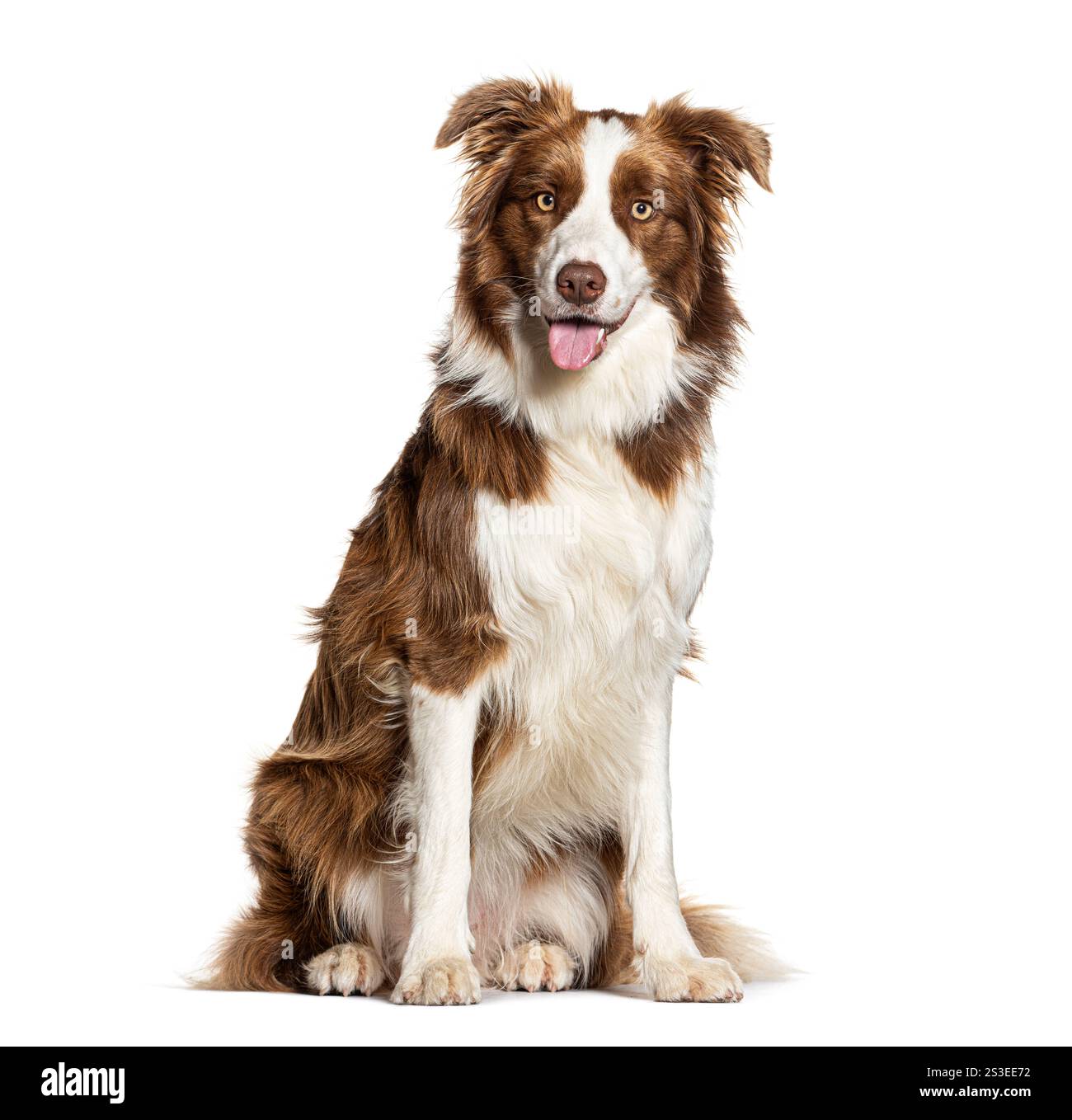 Border collie panting and sitting on white background Stock Photo