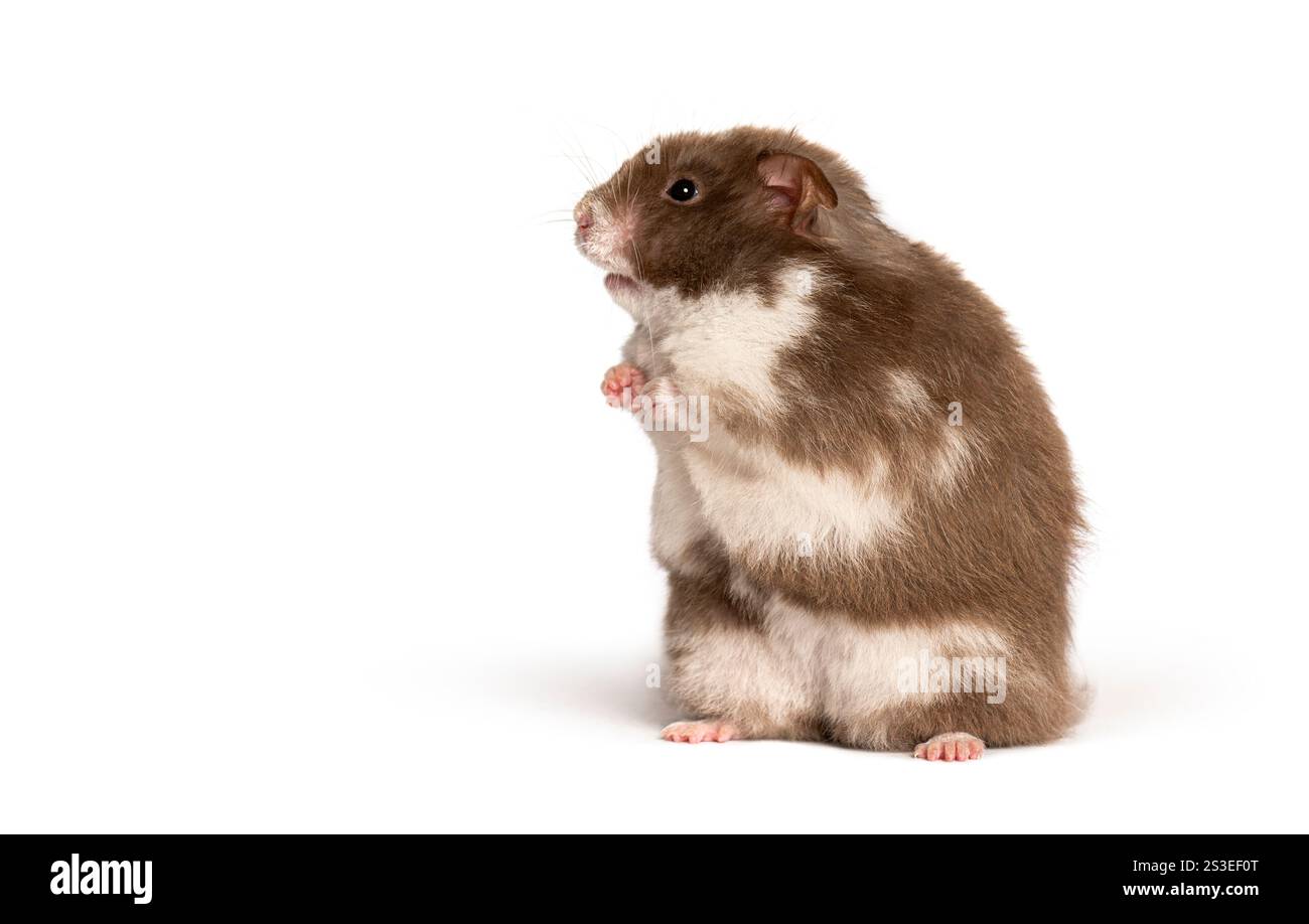 Brown and white hamster standing on hind legs, looking up inquisitively against a clean white backdrop Stock Photo