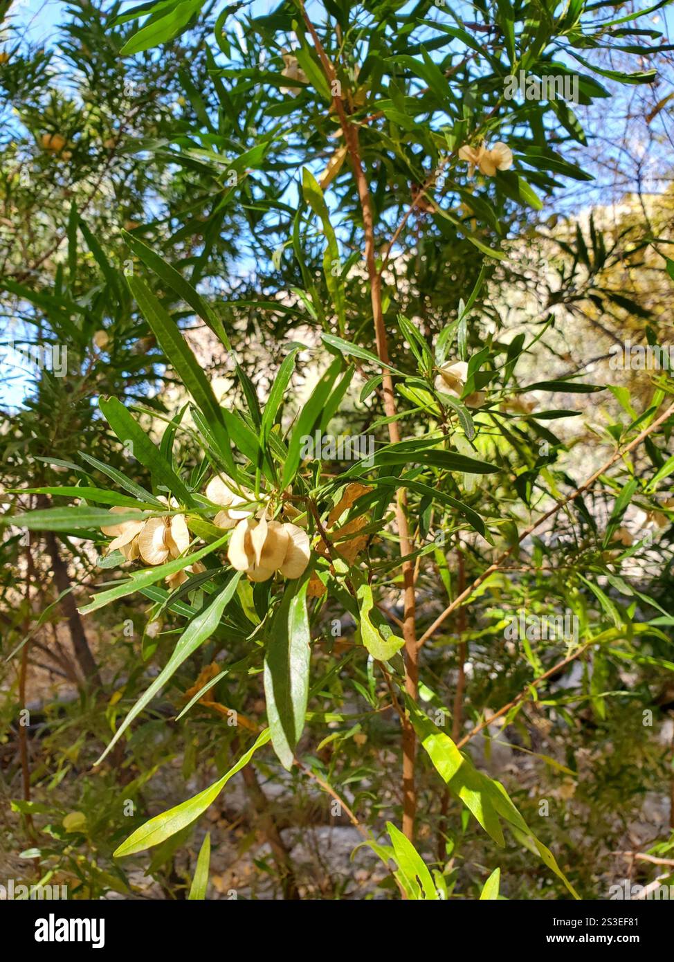 Akeake (Dodonaea viscosa Stock Photo - Alamy