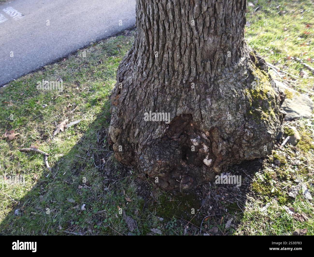 bacterial crown gall (Agrobacterium radiobacter Stock Photo - Alamy