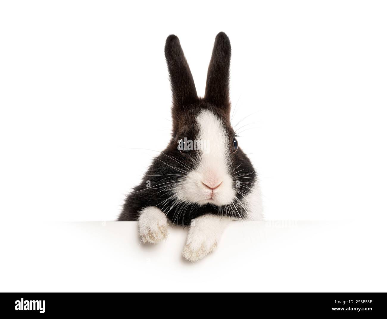 black and white bunny peeking over a white surface, isolated on white ...
