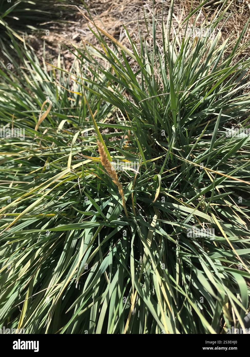 Psathyrostachys juncea hi-res stock photography and images - Alamy