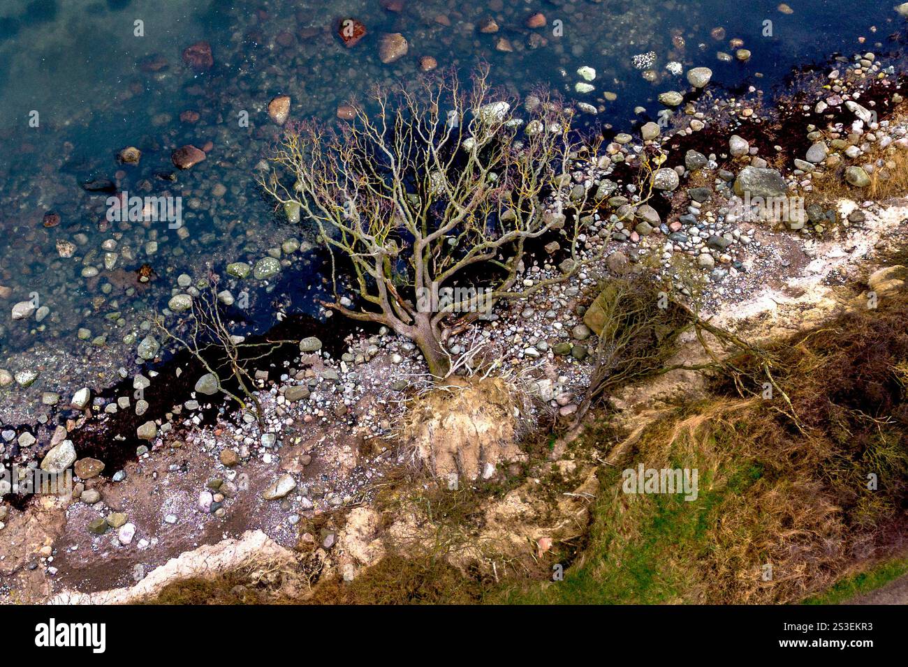 A tree has broken off the eroding bank on the Island of Fehmarn near