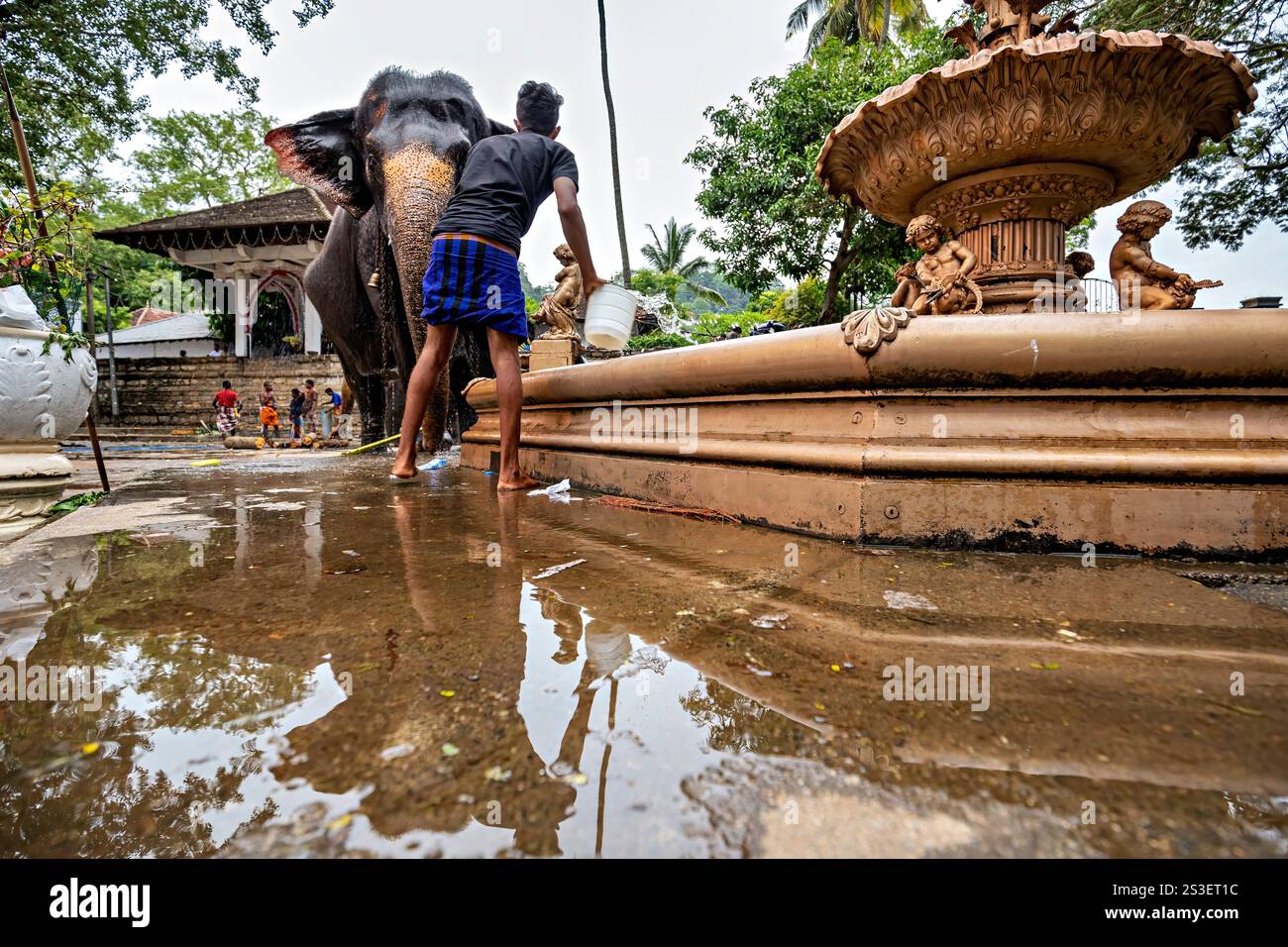 Sri lanka perahera elephant hi-res stock photography and images - Alamy