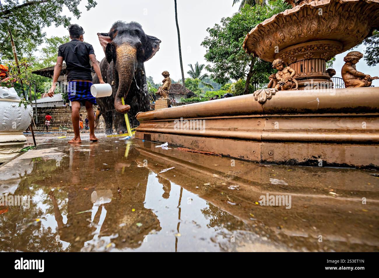 Kandy esala perahera elephant hi-res stock photography and images - Alamy