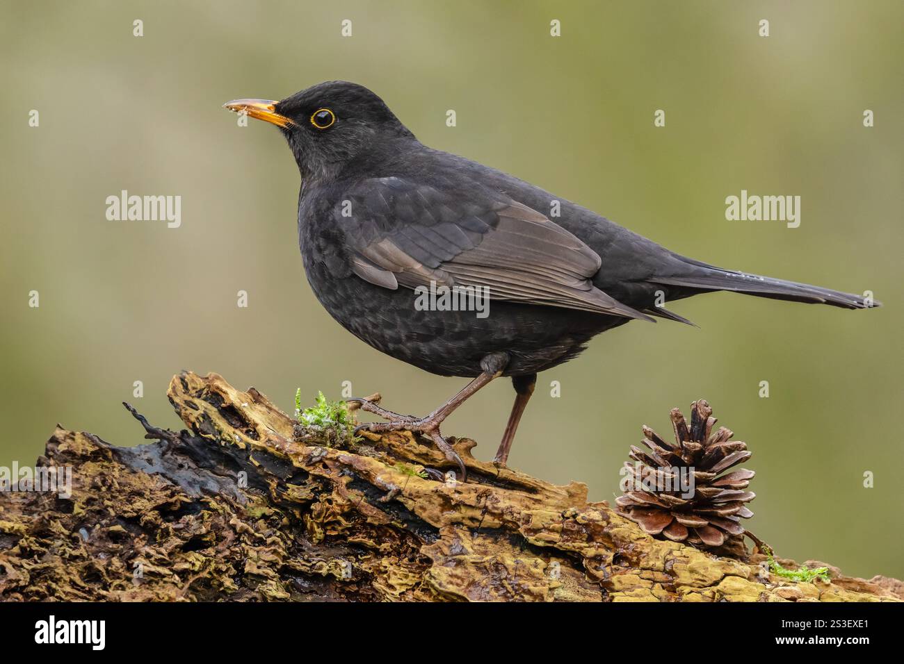 Blackbird, Scientific name: Turdus merula. First year male blackbird, foraging for food and facing left on gnarled log in cold, winter weather.  Horio Stock Photo