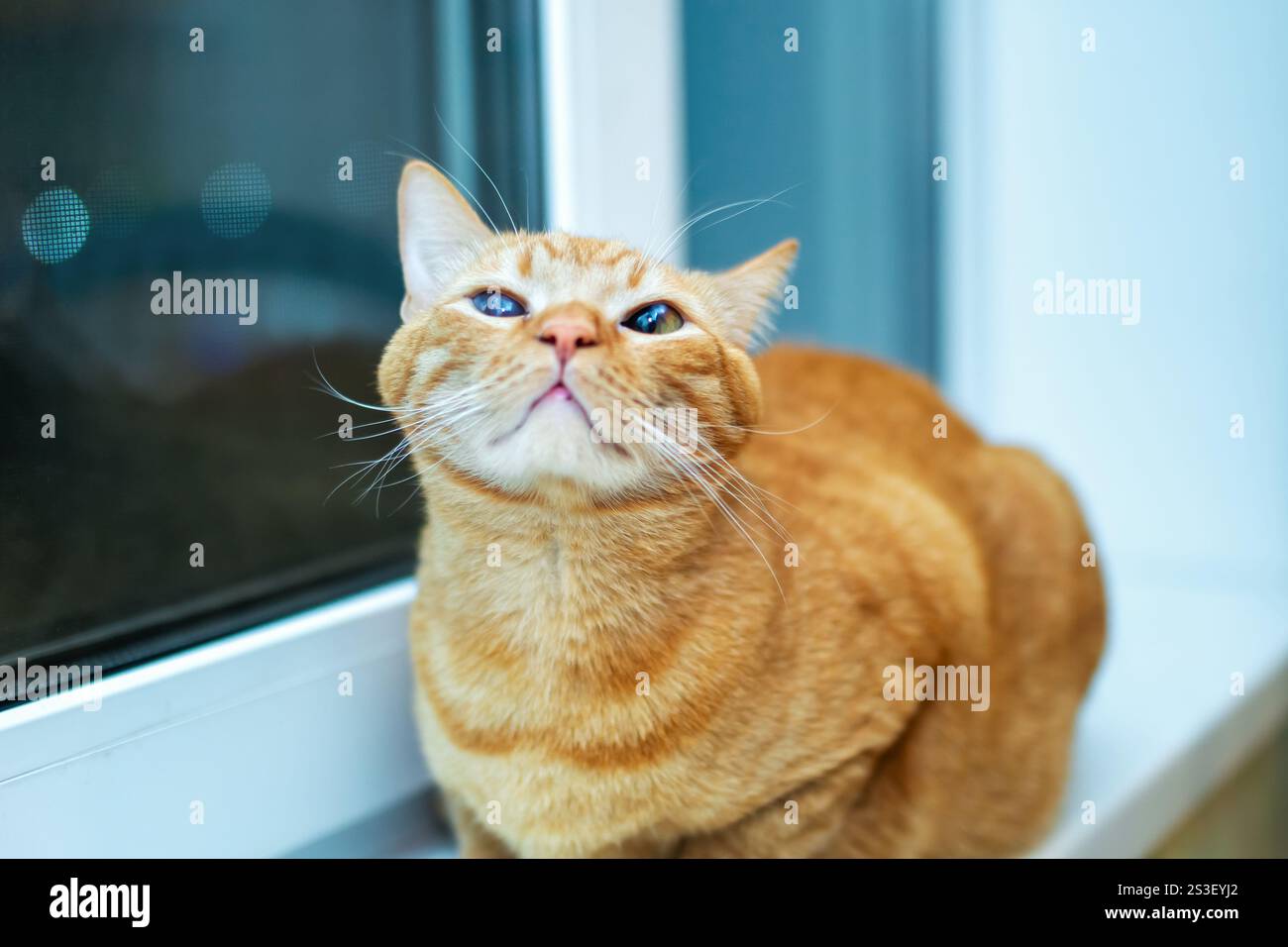 An orange cat is sitting comfortably on a window sill, looking up Stock ...