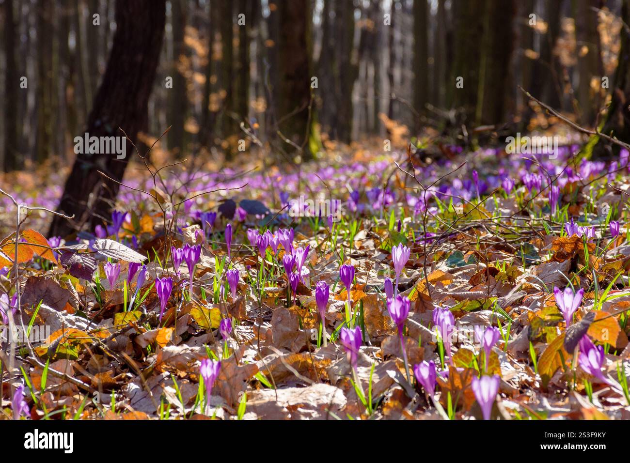 purple crocus bloom in the forest. woodland scenery. sunny weather. beautiful nature background in spring. low angle view of flowers. dry leaves on th Stock Photo