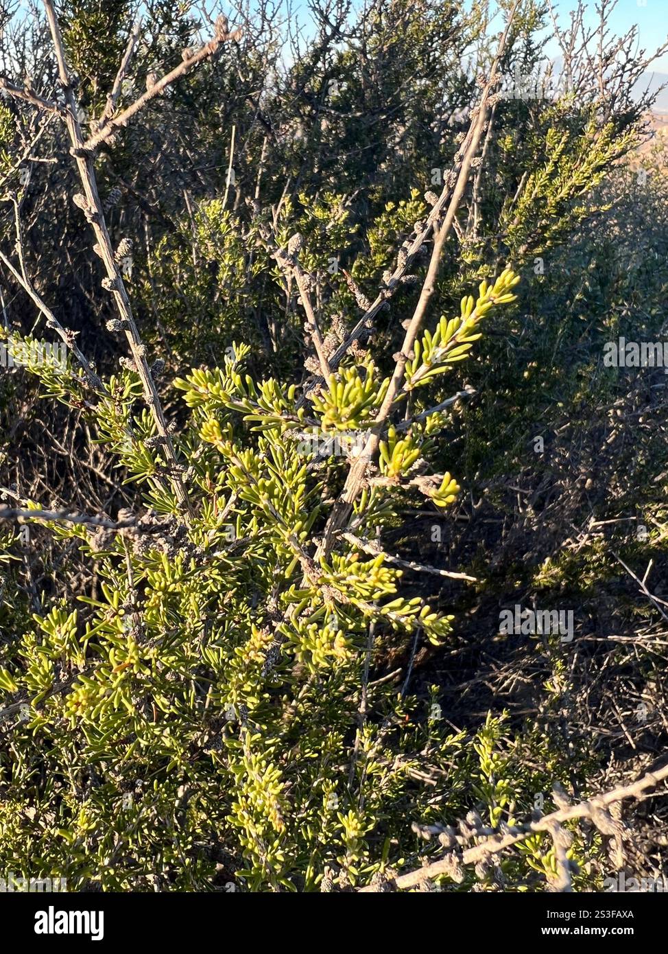 chamise (Adenostoma fasciculatum Stock Photo - Alamy
