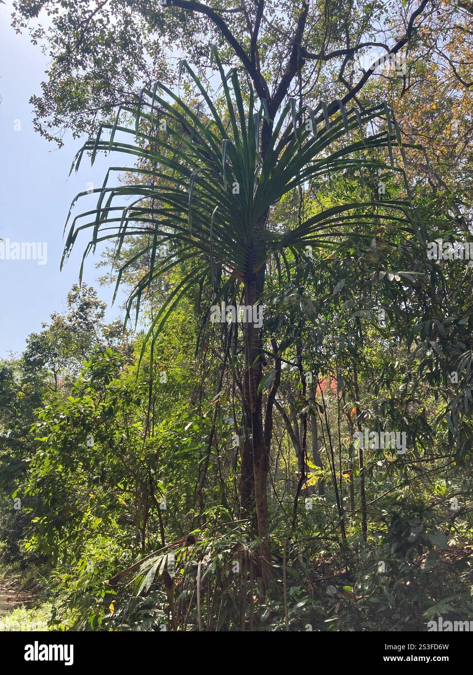 Himalayan screw-pine (Pandanus furcatus) Stock Photo