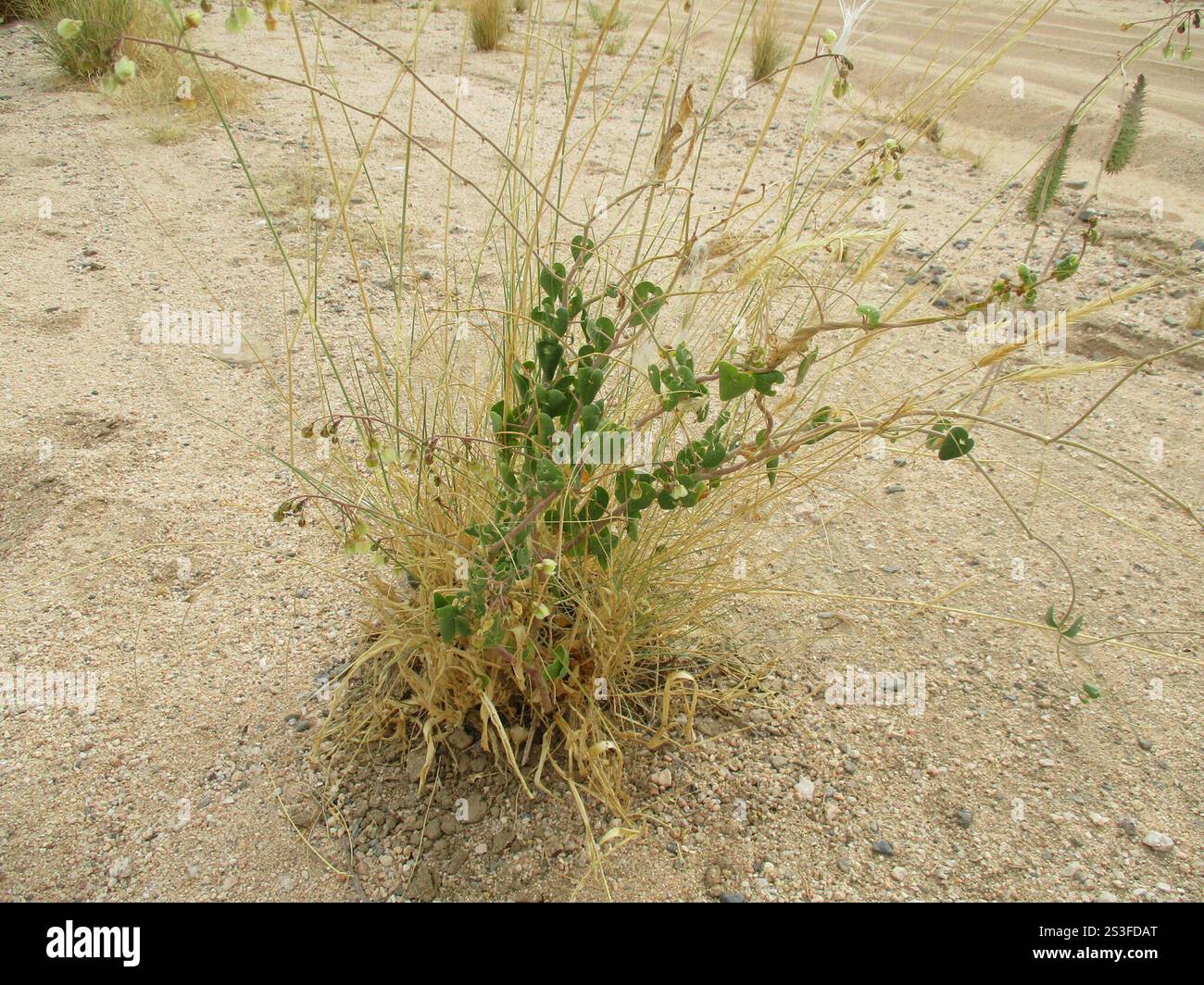 Daemia Trellis-vine (Pergularia daemia Stock Photo - Alamy