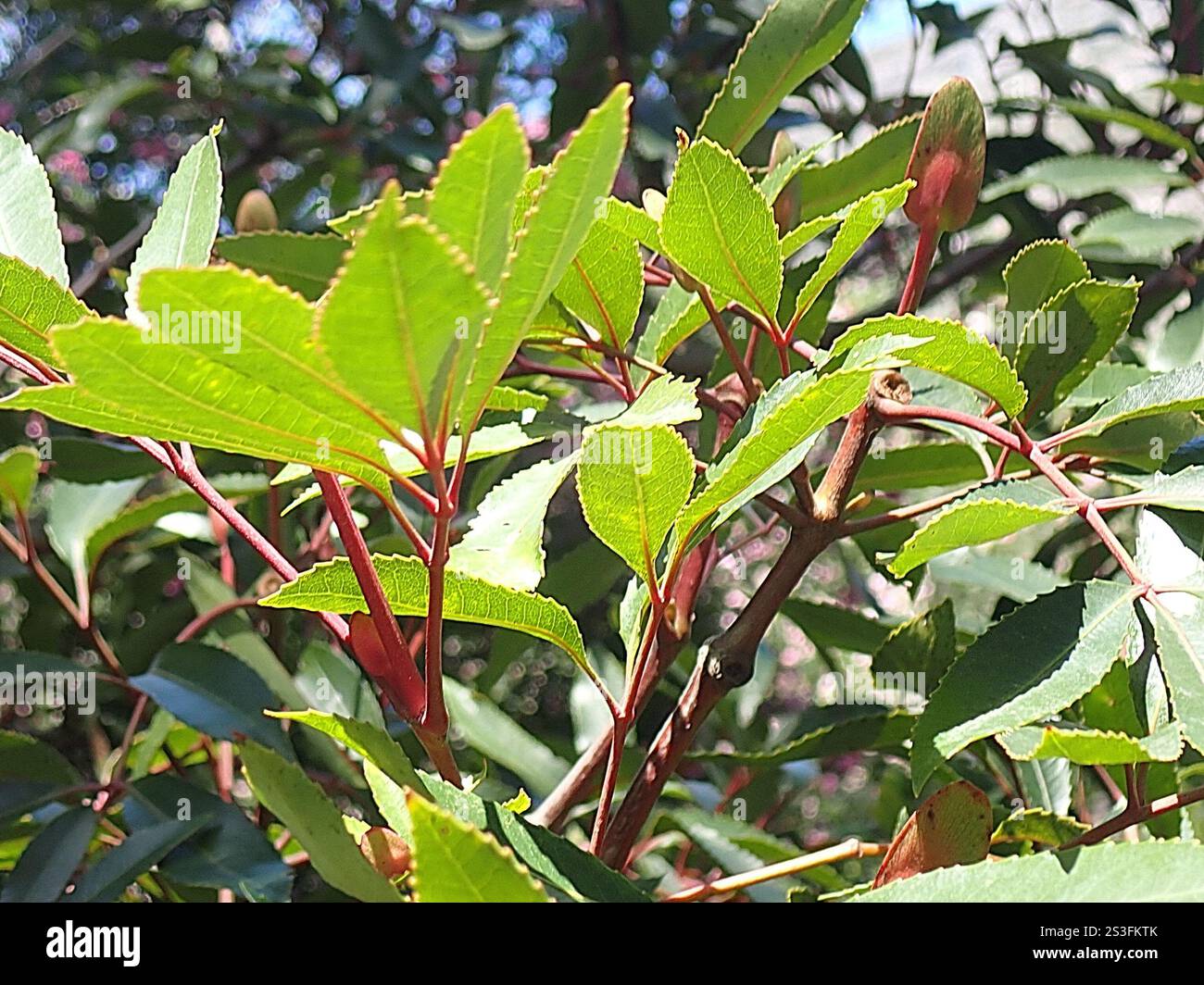 butterspoon tree (Cunonia capensis Stock Photo - Alamy