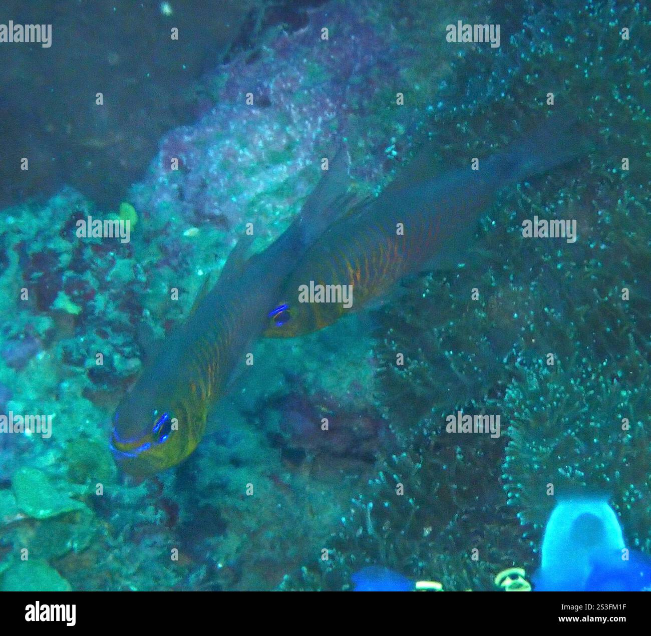 Orangelined Cardinalfish (Taeniamia fucata Stock Photo - Alamy