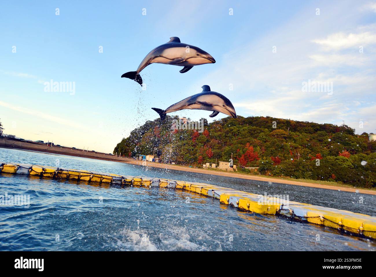 Dolphins perform tricks and jumps at the Japan Dolphin Centre, Shikoku, Japan Stock Photo