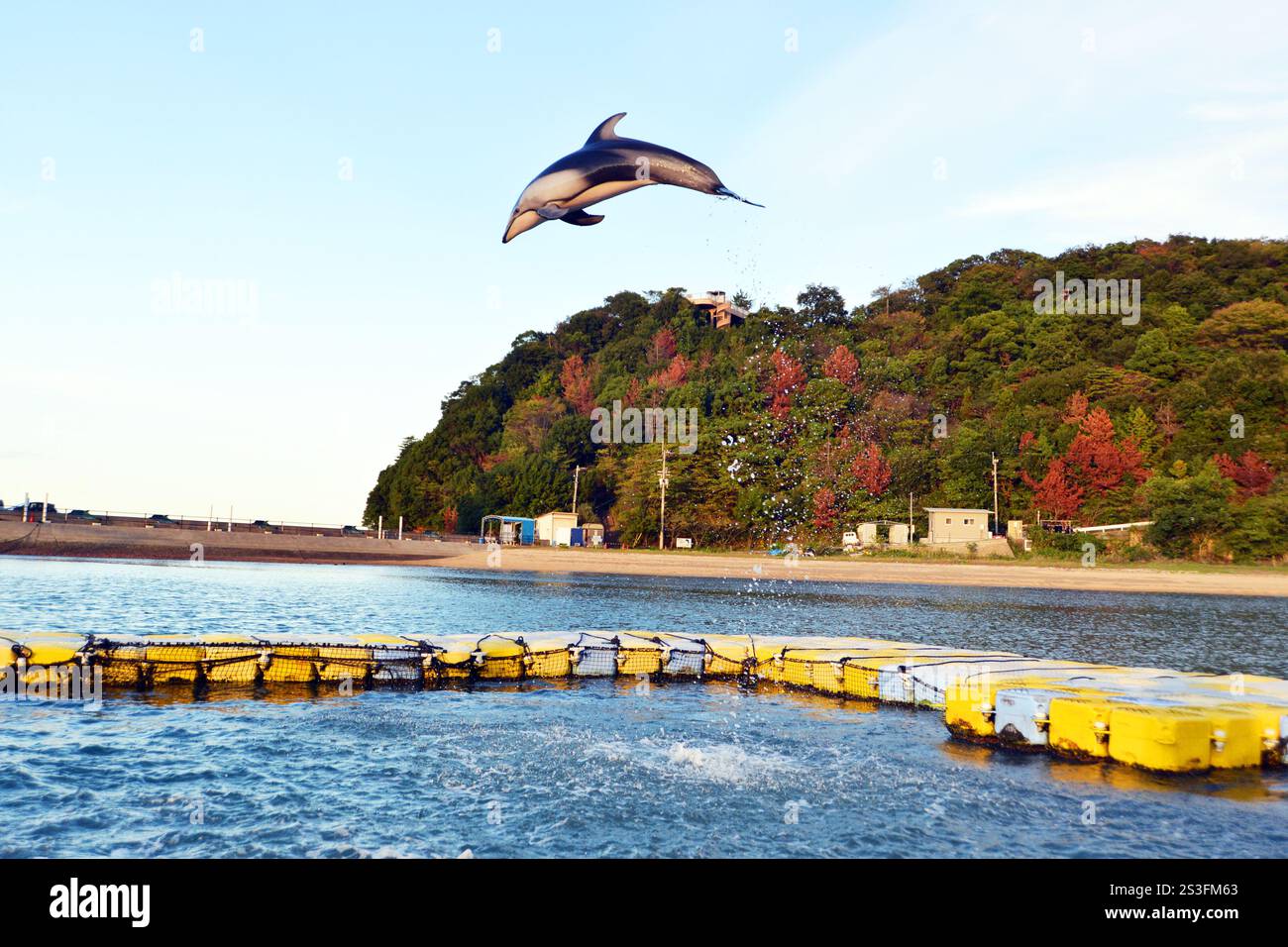 Dolphins perform tricks and jumps at the Japan Dolphin Centre, Shikoku, Japan Stock Photo