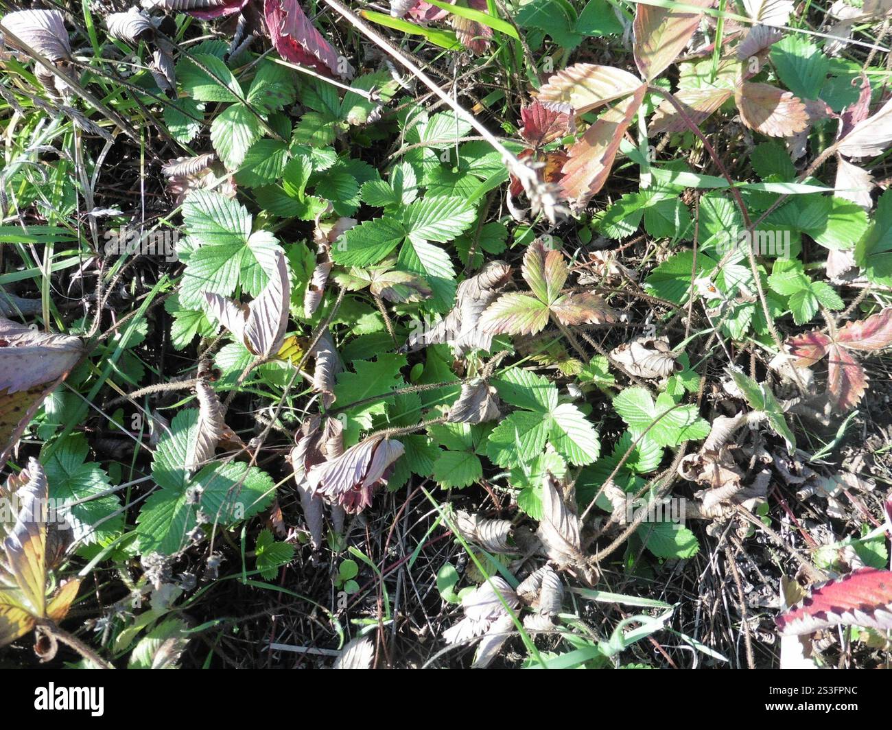 Morango Verde green strawberry (Fragaria viridis Stock Photo - Alamy