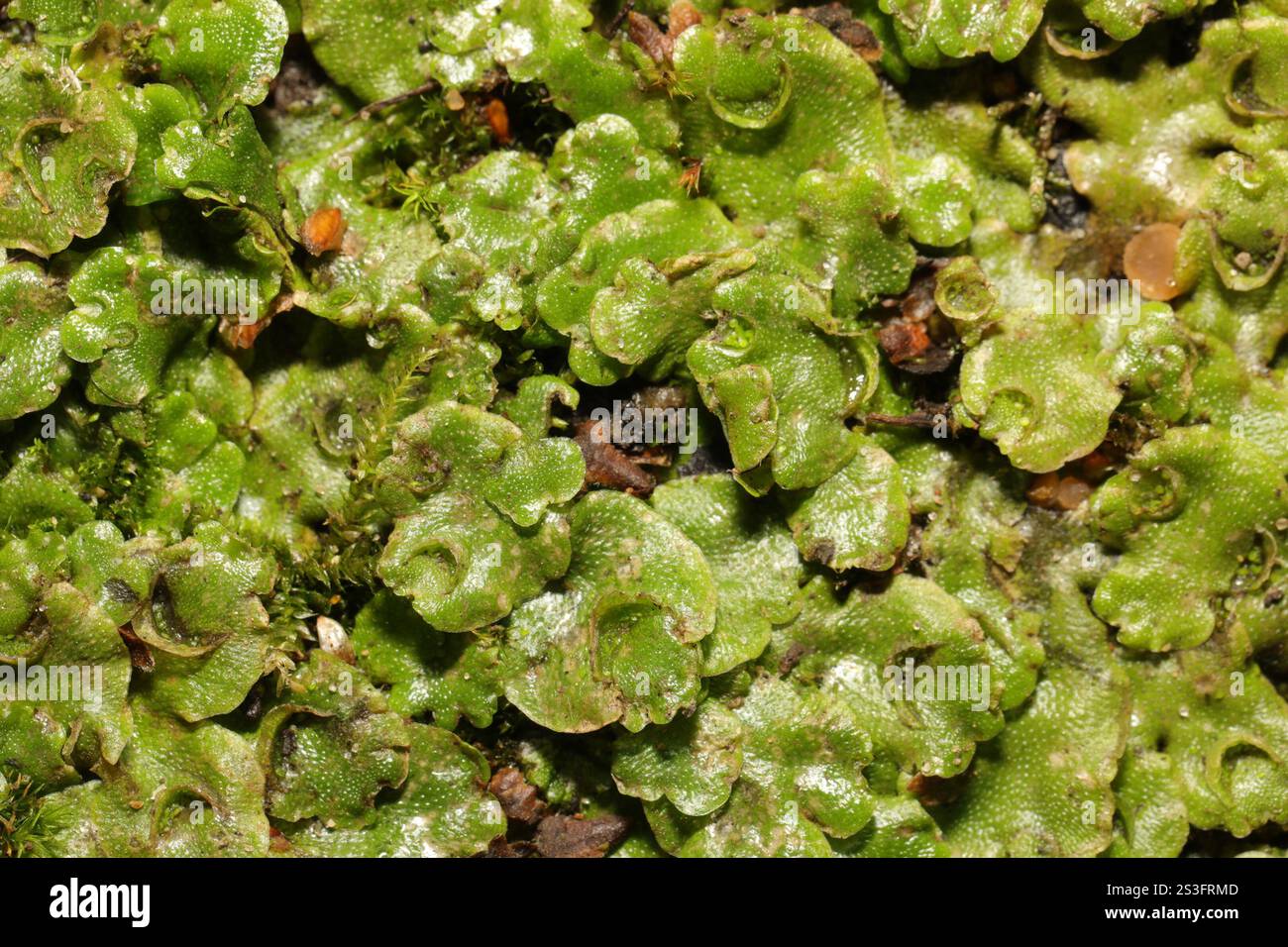 Crescent cup Liverwort Lunularia Cruciata Stock Photo Alamy crescent-cup-liverwort-lunularia-cruciata-stock-photo-alamy