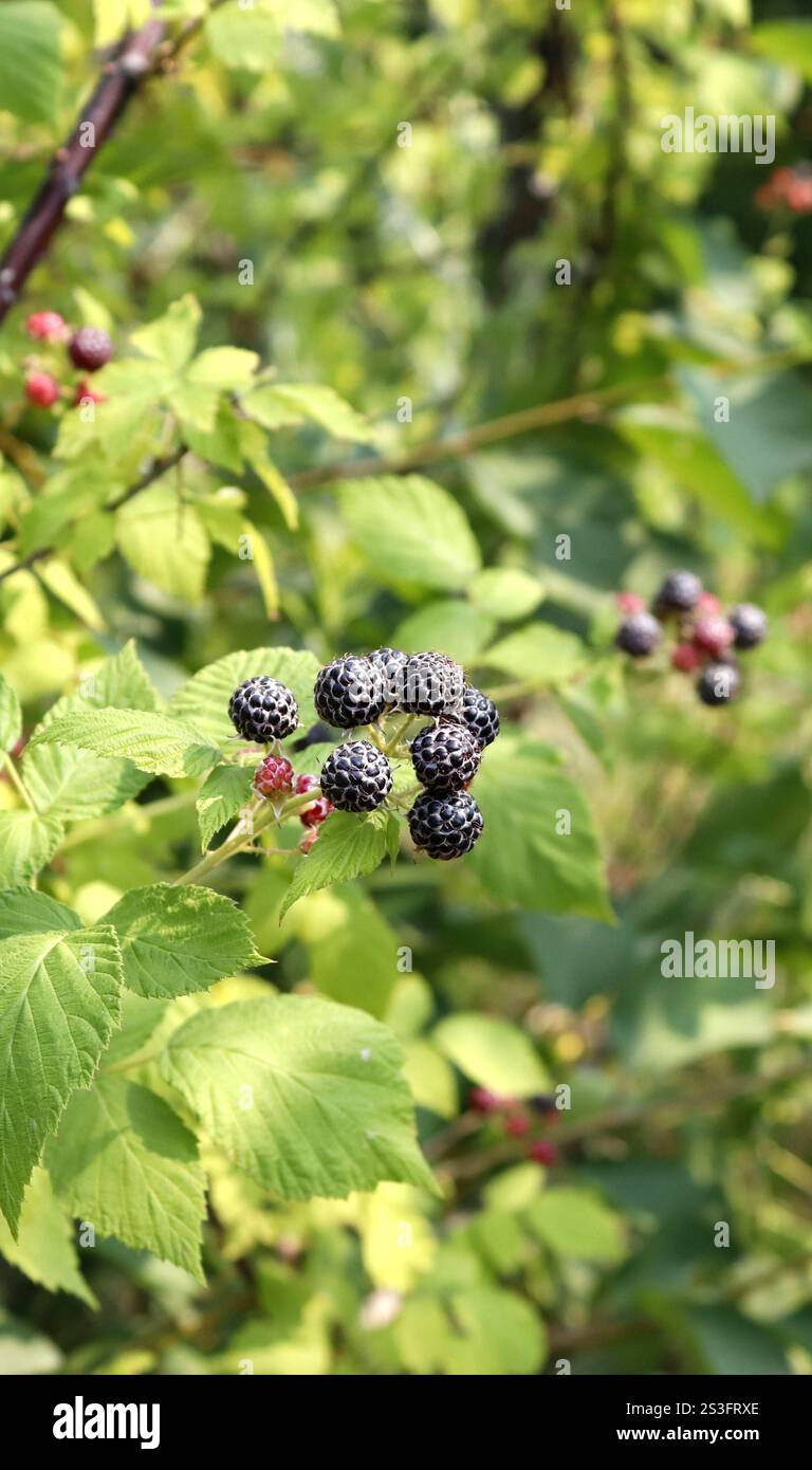 Fruits of black raspberry Cumberland on a bush in wildlife Stock Photo ...