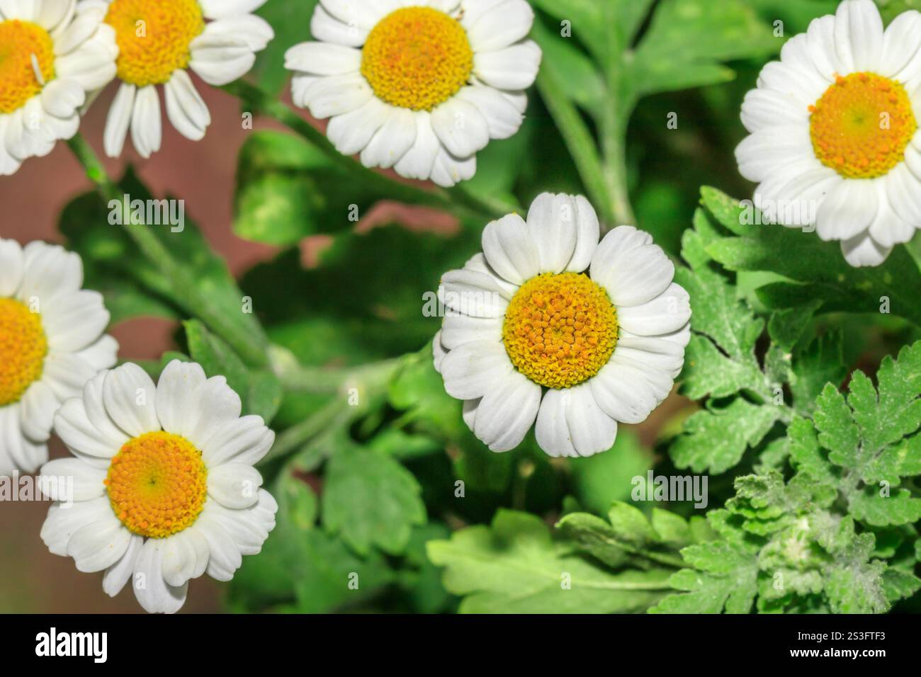 (Tanacetum parthenium) Feverfew white flowers during spring, Cape Town, South Africa Stock Photo
