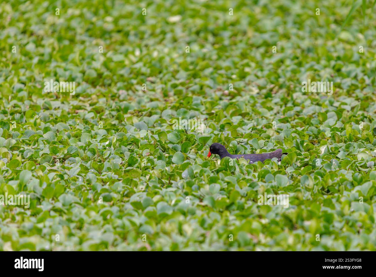 Common Gallinule (Gallinula galeata) swimming in a lagoon full of vegetation. Stock Photo