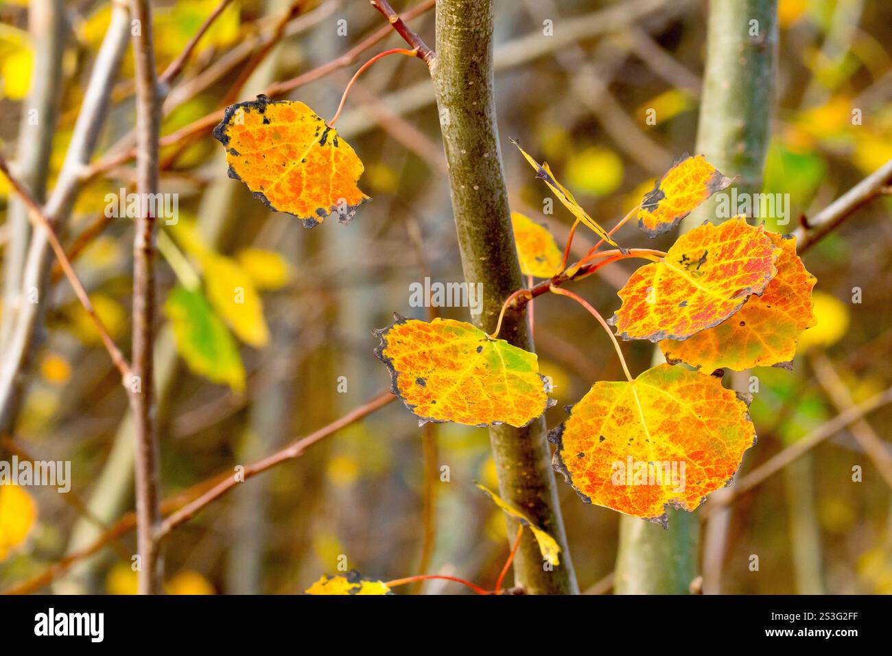 Silver Birch (betula pendula), close up of several leaves of the tree during the autumn, in the process of changing colour from green to yellow. Stock Photo