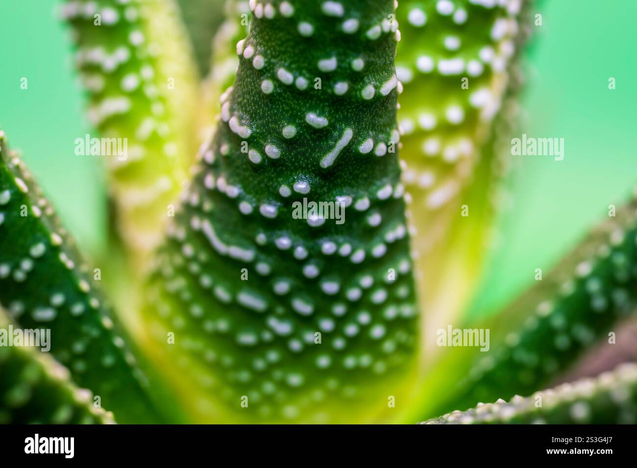 wie viel kostet eine aloe vera pflanze Aloe Arborescens Zum Besten Preis