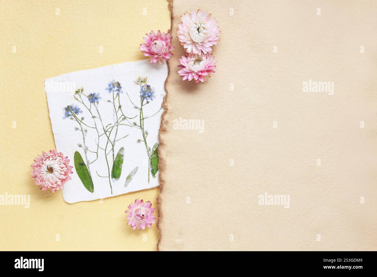 Dried pressed flowers on vintage paper background, copy space Stock ...