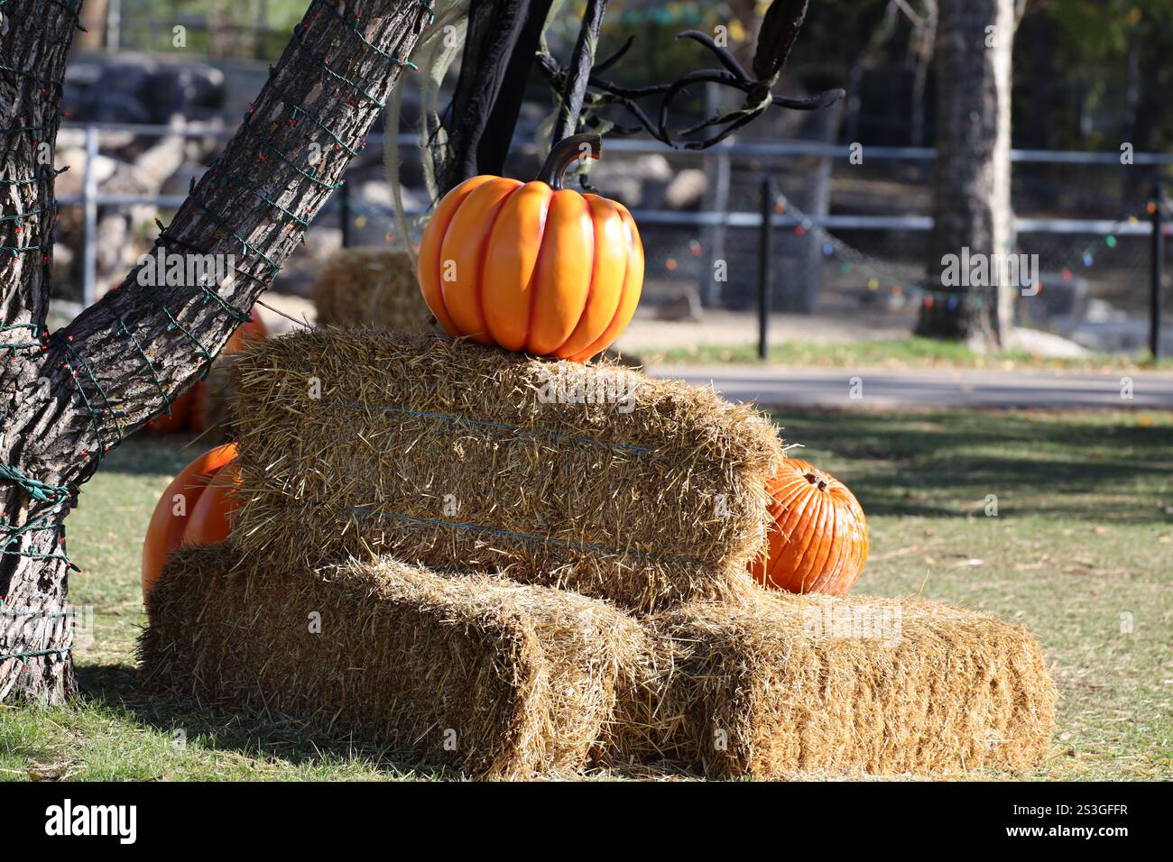 Halloween thanksgiving fall display hi-res stock photography and images ...