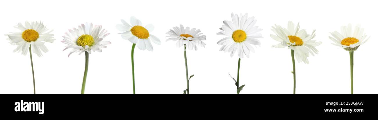 Different beautiful daisy flowers in row isolated on white, set Stock ...