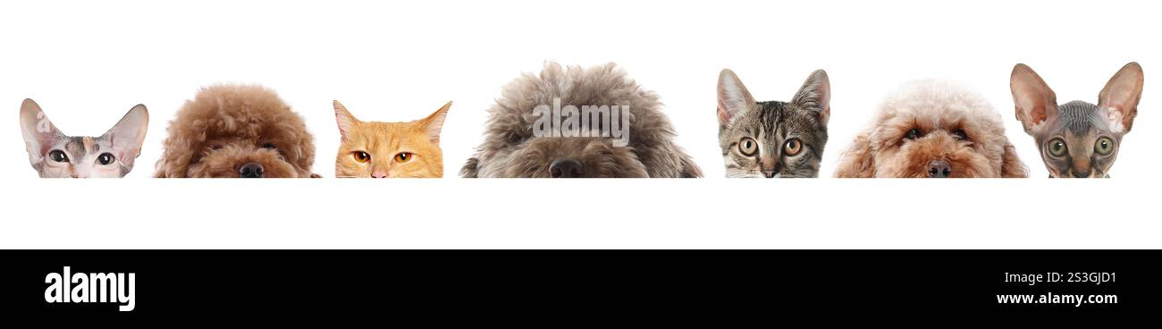 Adorable cats and dogs peeking out from banner on white background Stock Photo
