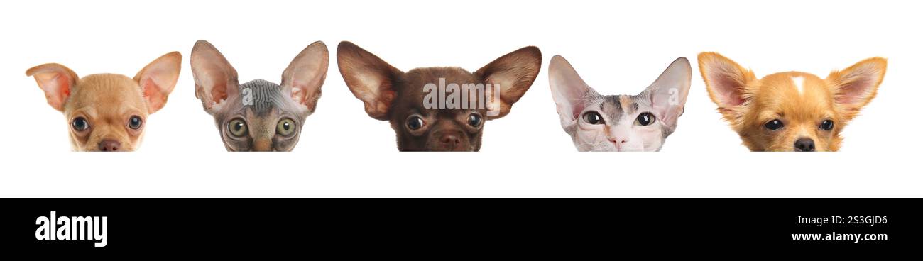 Adorable cats and dogs peeking out from banner on white background Stock Photo