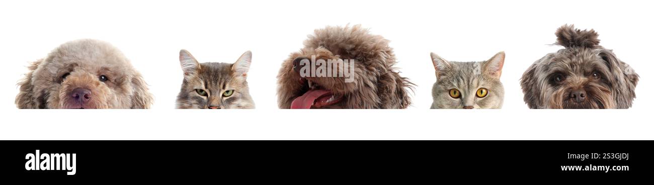 Adorable cats and dogs peeking out from banner on white background Stock Photo