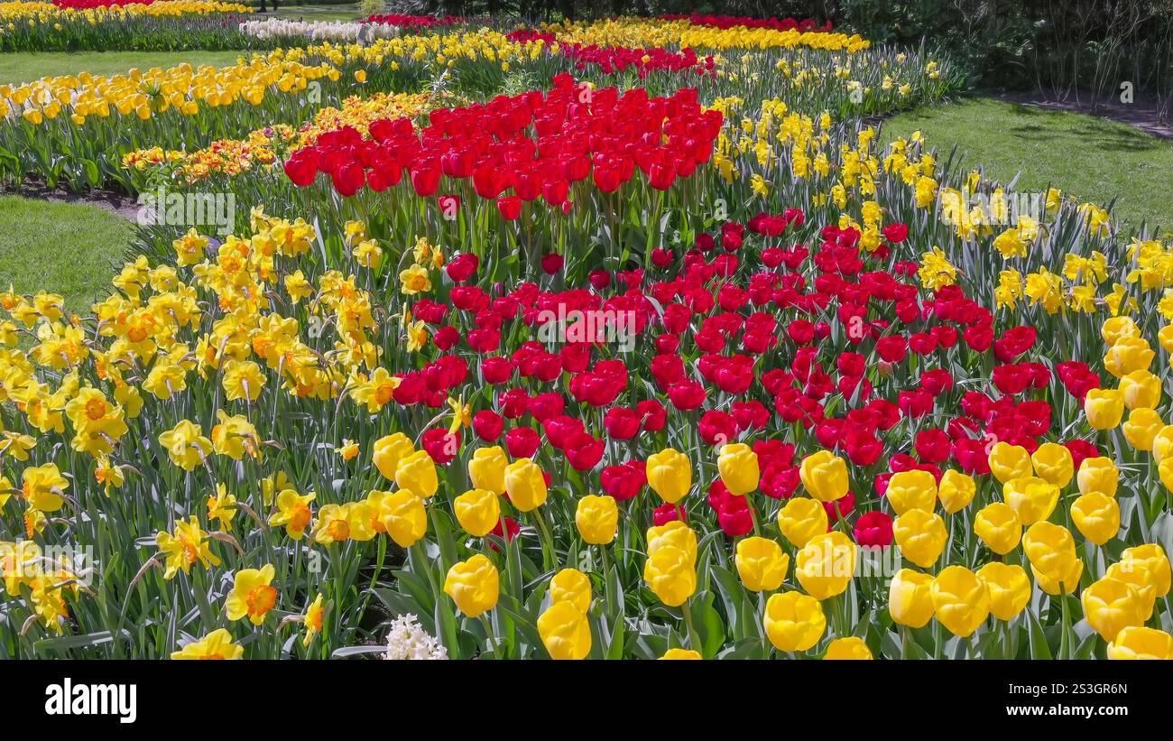 flower bed of red tulips and daffodils at Keukenhof gardens Stock Photo ...
