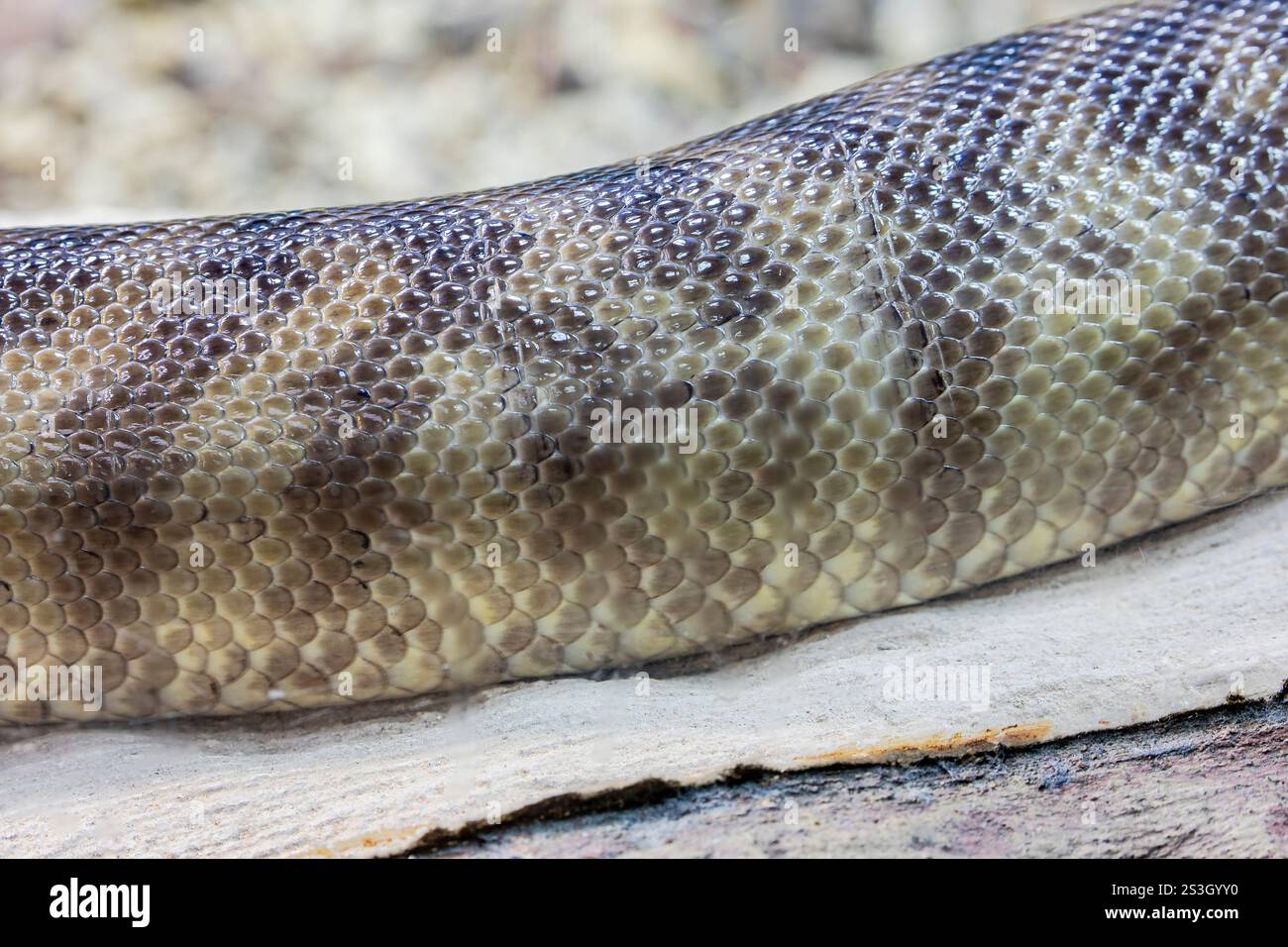 The black-headed python (Aspidites melanocephalus) is a species of ...