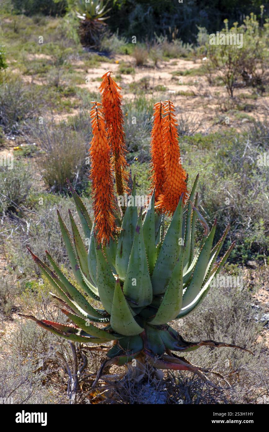 Aloe desert flower hi-res stock photography and images - Alamy
