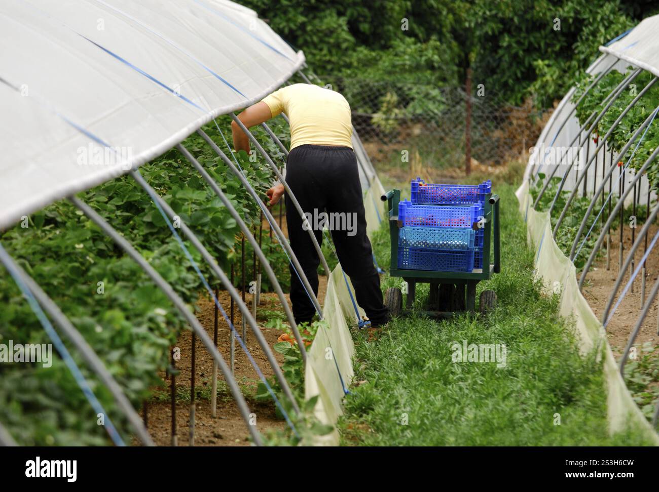 Stock photo of a Person picking organic strawberry in a greenhouse ...