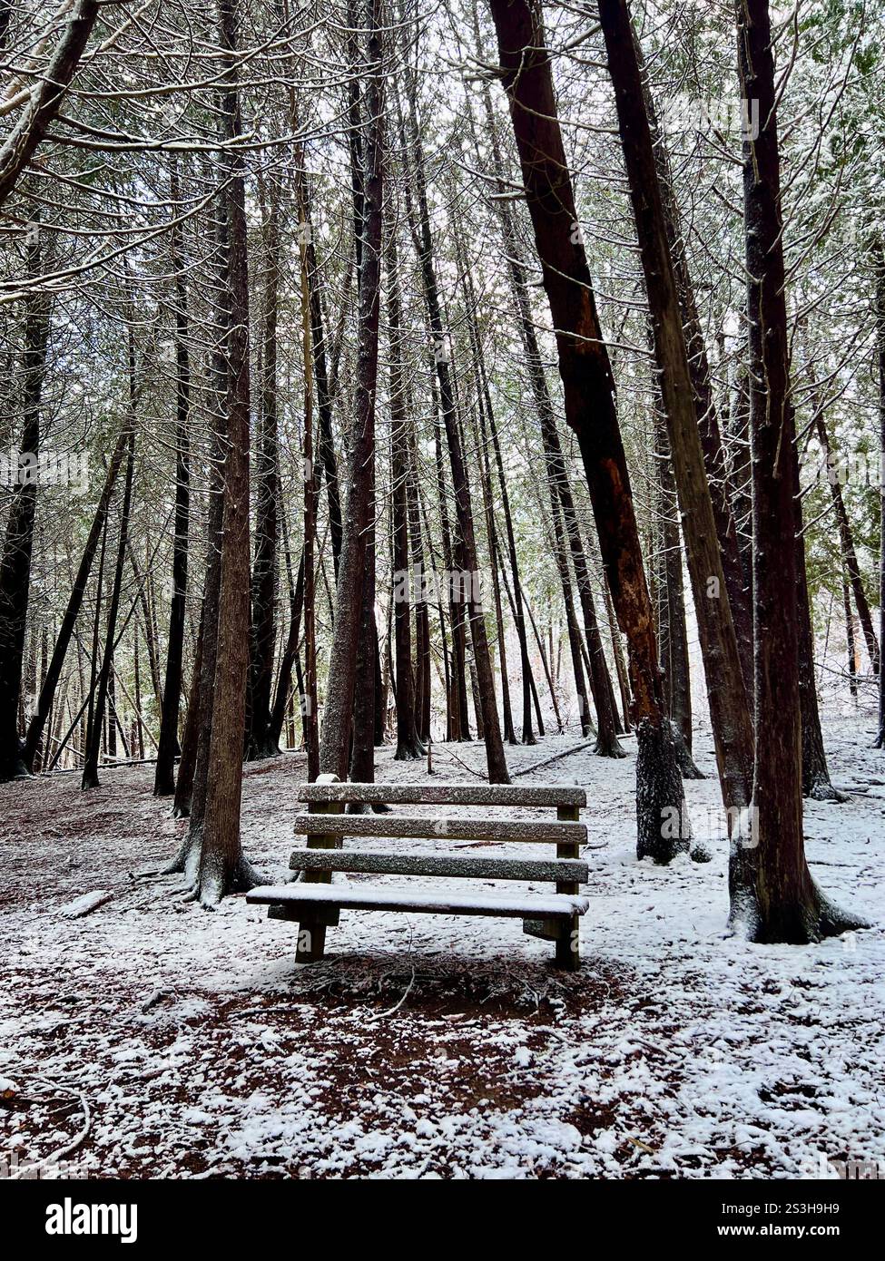 Winter scene with a snow covered bench among tall trees in a forest. No ...