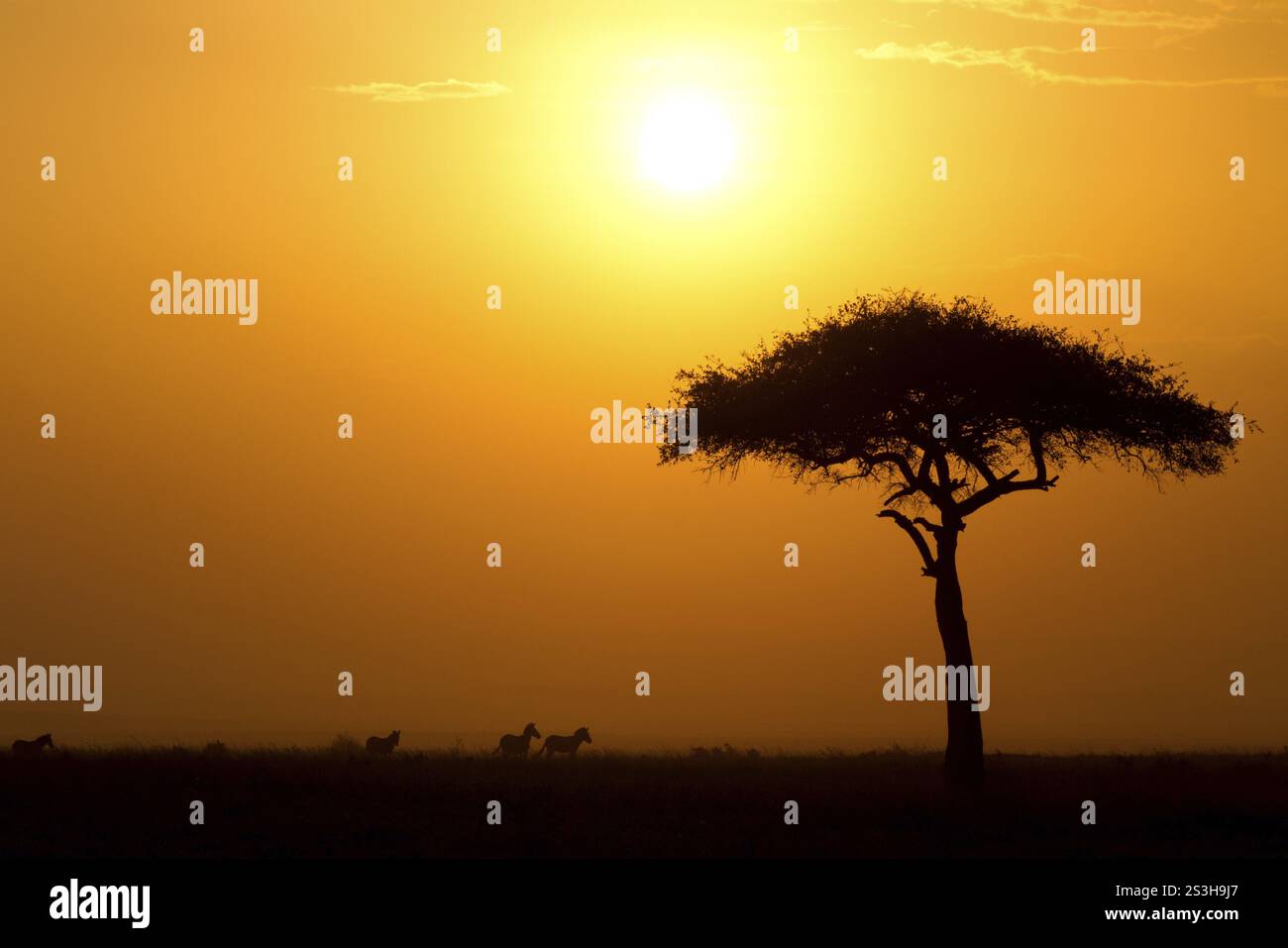Dusk in the Masai Maria National Reserve with acacia tree and ...